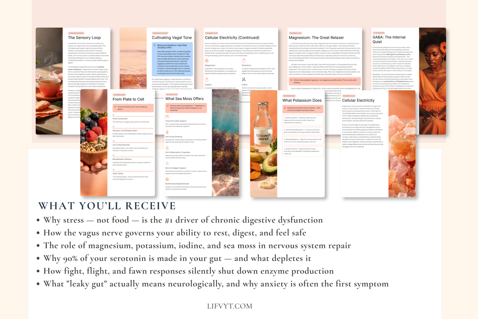 The Anatomy of a Calm Gut | Nervous System Digestion Guide - Image 3