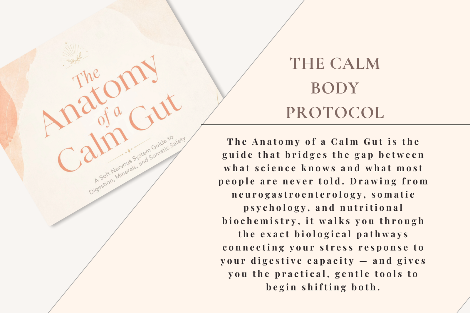 The Anatomy of a Calm Gut | Nervous System Digestion Guide - Image 4