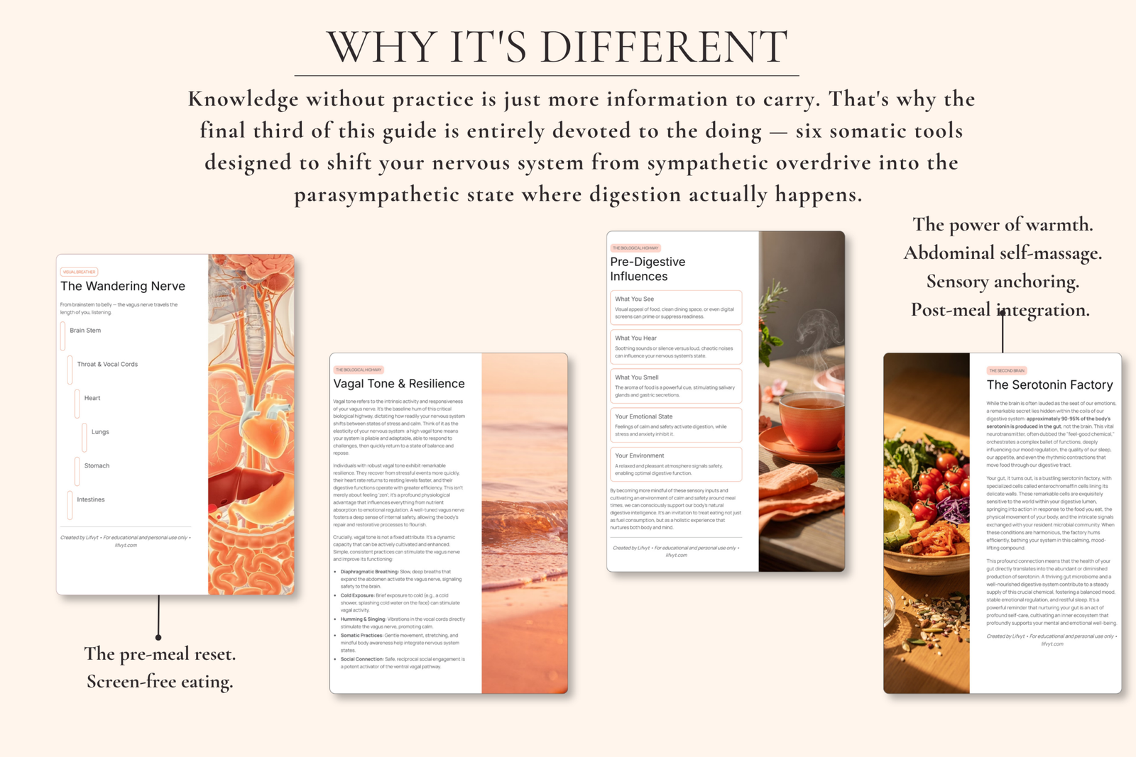 The Anatomy of a Calm Gut | Nervous System Digestion Guide - Image 8