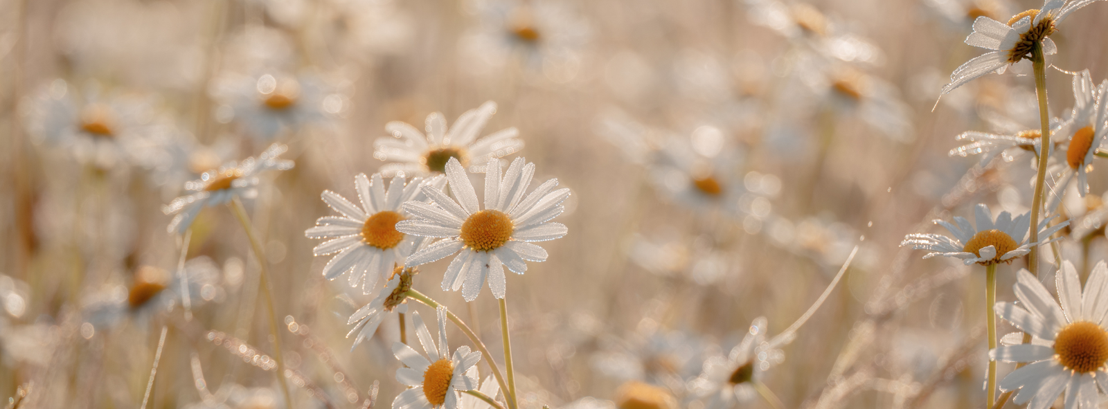 Daisies and tea