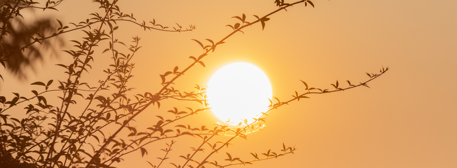 Evening sun