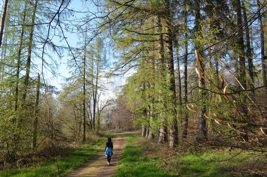 forest, hike, to breathe, walk, human, path, trees, landscape, forest bathing, nature, spring, quiet, meditation, relaxation, leisure time, sunny, blue, balance, green, perspective, recreation, forest bathing, forest bathing, forest bathing, forest bathing, forest bathing