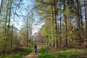 forest, hike, to breathe, walk, human, path, trees, landscape, forest bathing, nature, spring, quiet, meditation, relaxation, leisure time, sunny, blue, balance, green, perspective, recreation, forest bathing, forest bathing, forest bathing, forest bathing, forest bathing