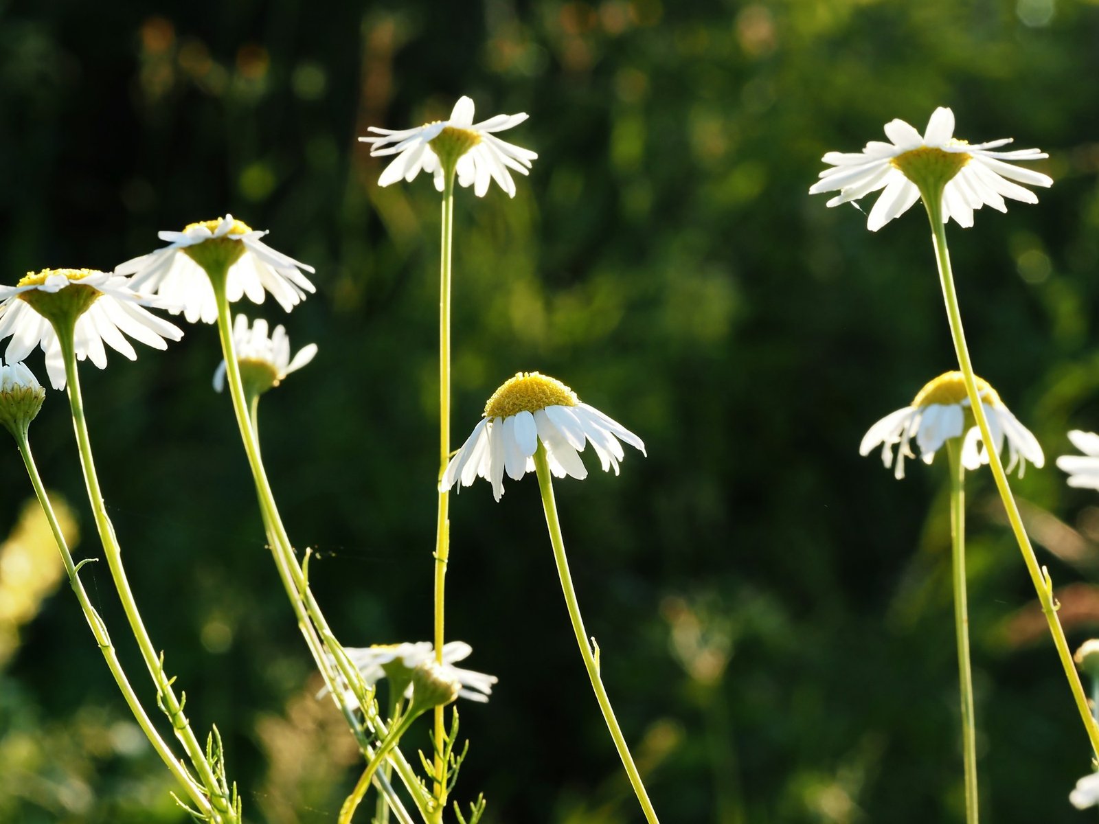Sunlit chamomile meadow filled with white and golden flowers