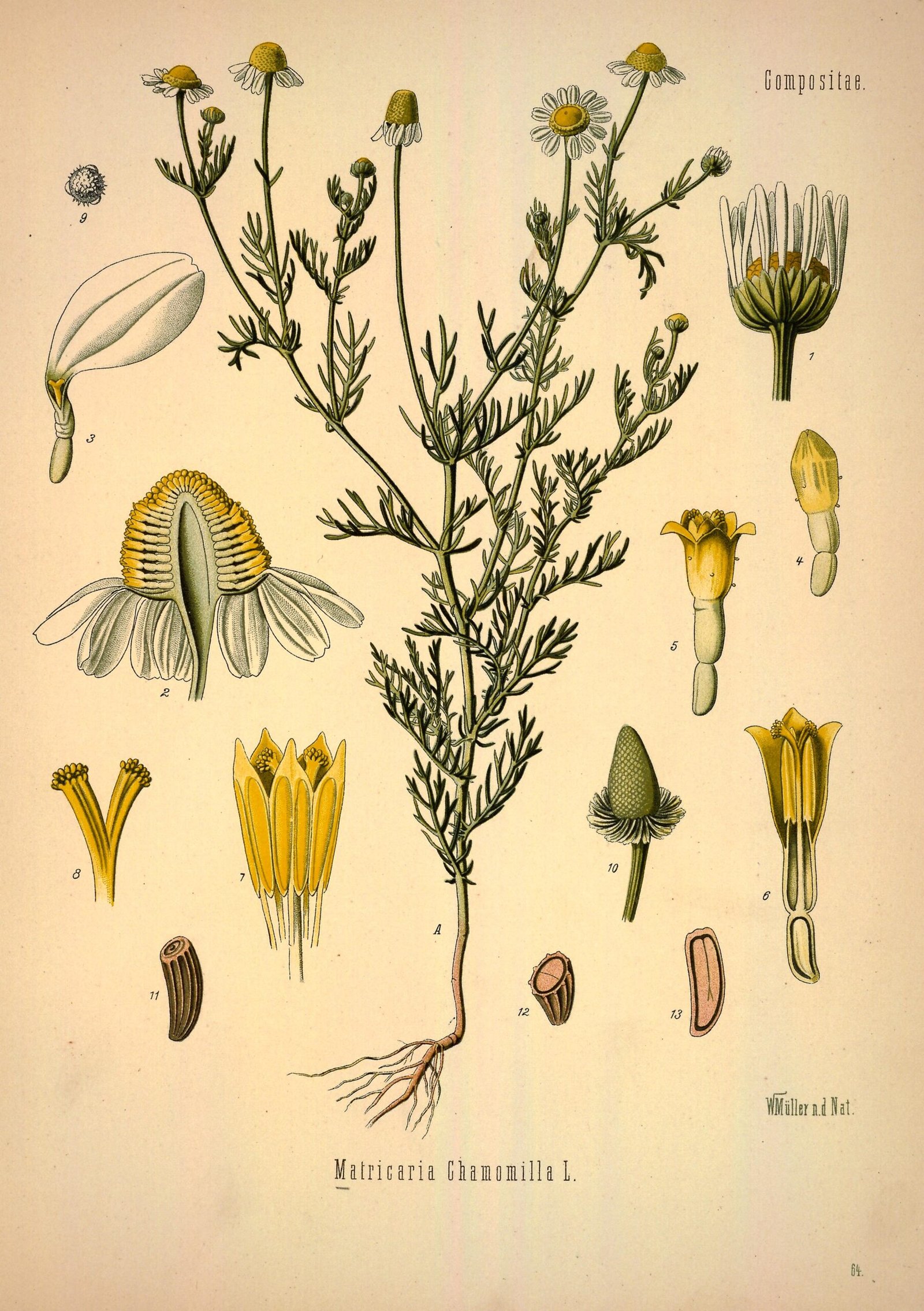 Vintage scientific botanical illustration of Matricaria chamomilla showing flowers leaves stems and plant details