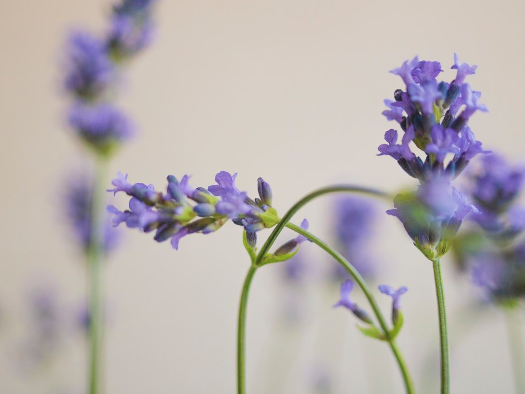 Lavender flowers and aromatic oil bottle