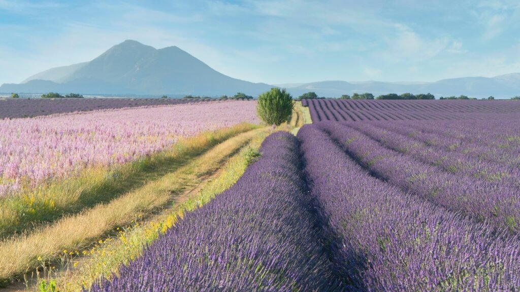 Rows of blooming lavender stretching toward mountains in Provence France