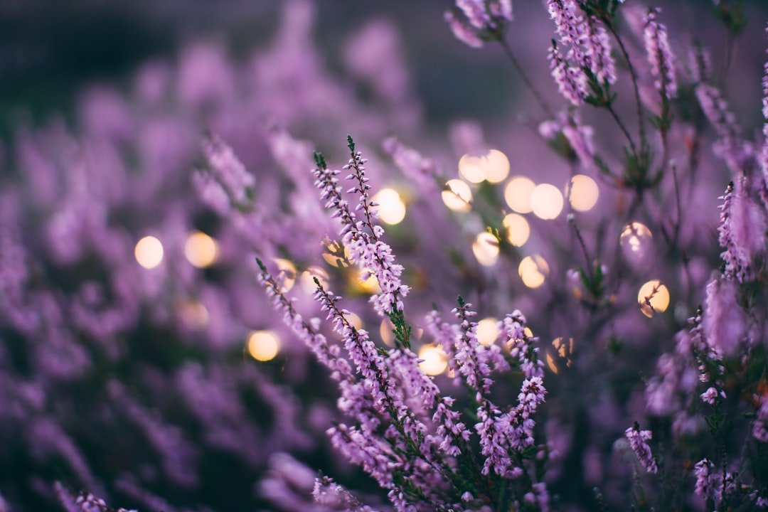 Lavender stems leaves and purple flowers