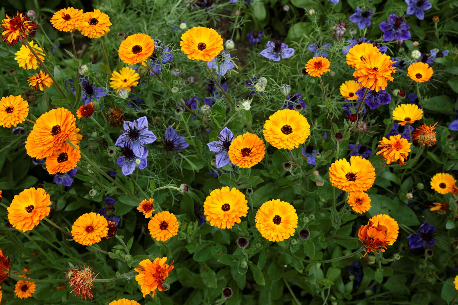 Orange Calendula officinalis flowers growing naturally in a garden