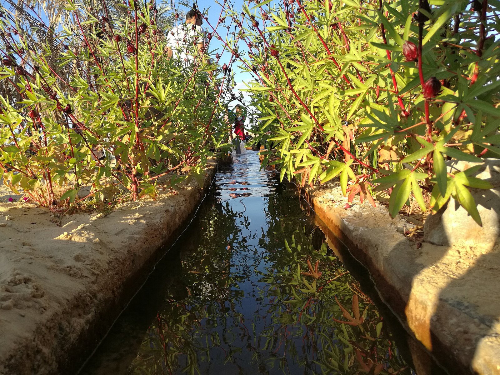 Roselle Hibiscus sabdariffa plants growing beside Bir Wahid in Siwa Oasis Egypt