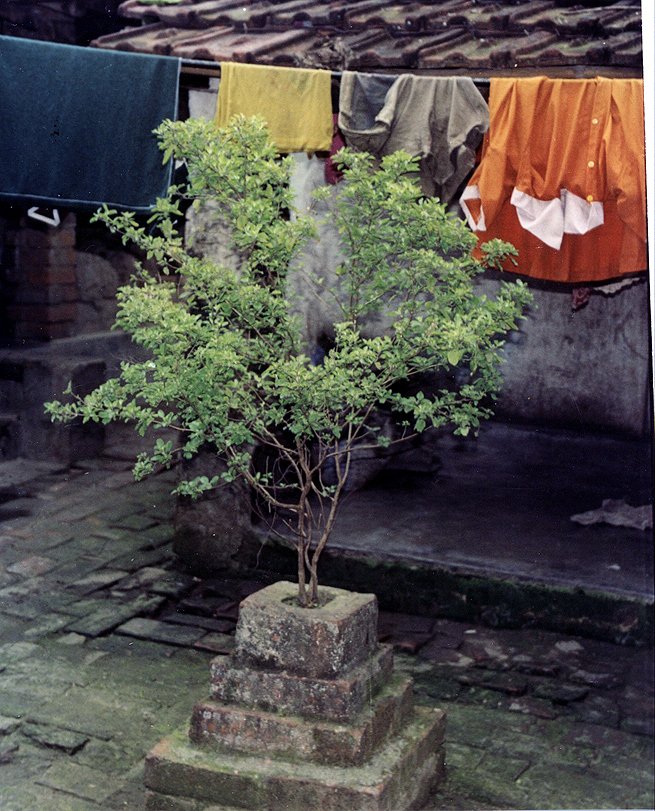 Holy basil tulsi growing beside a traditional courtyard altar in India