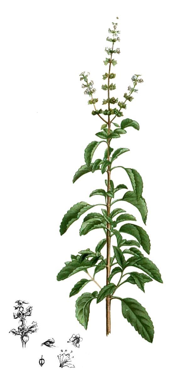 Vintage scientific botanical illustration of Ocimum tenuiflorum holy basil from Flora de Filipinas