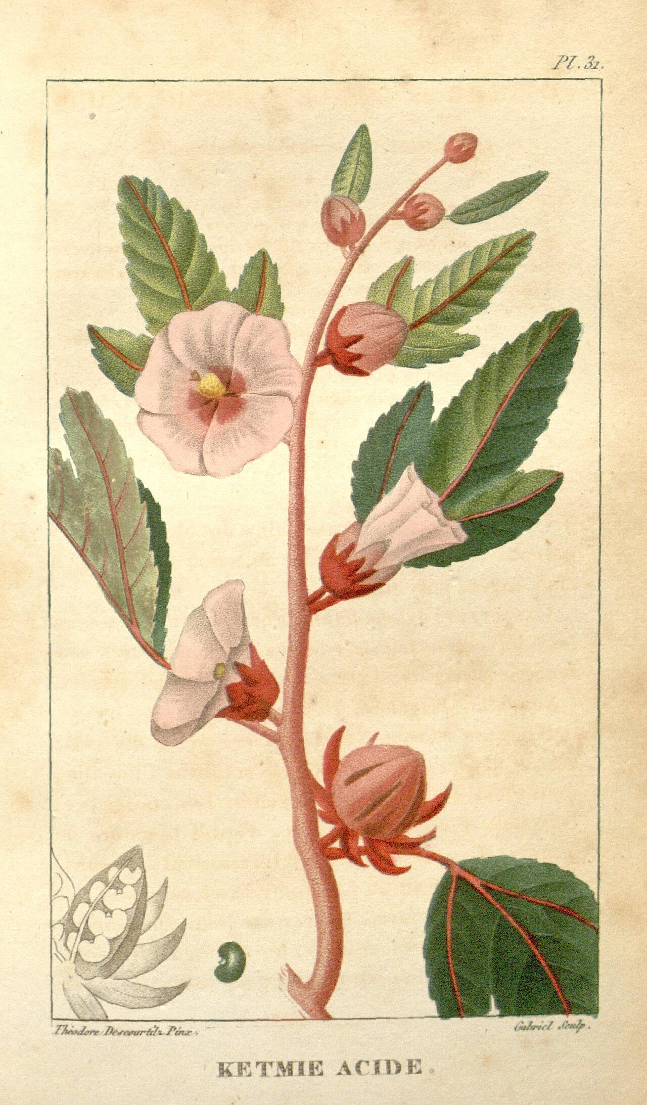 Vintage 1821 botanical illustration of Hibiscus sabdariffa roselle